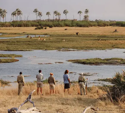 Guided bush walks in the Okavango Delta | Sandibe