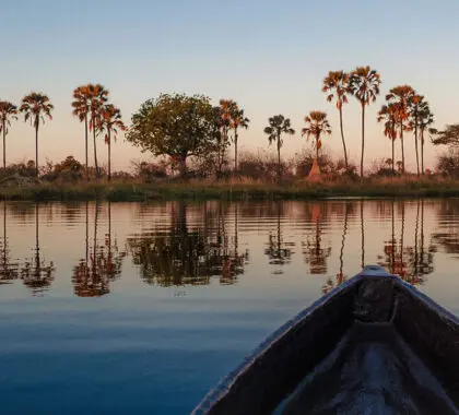 Todo lo que necesita saber sobre un safari en Botsuana