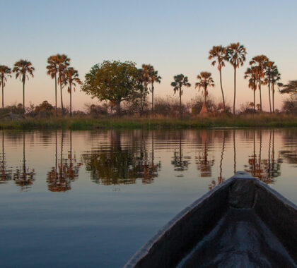 Everything you need to know about a Botswana safari