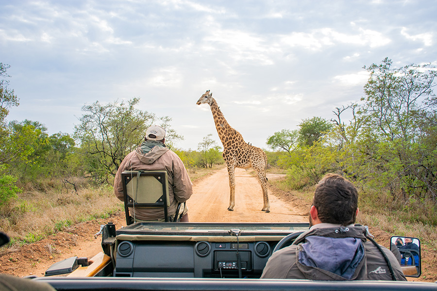 A giraffe is spotted on a game drive in South Africa.