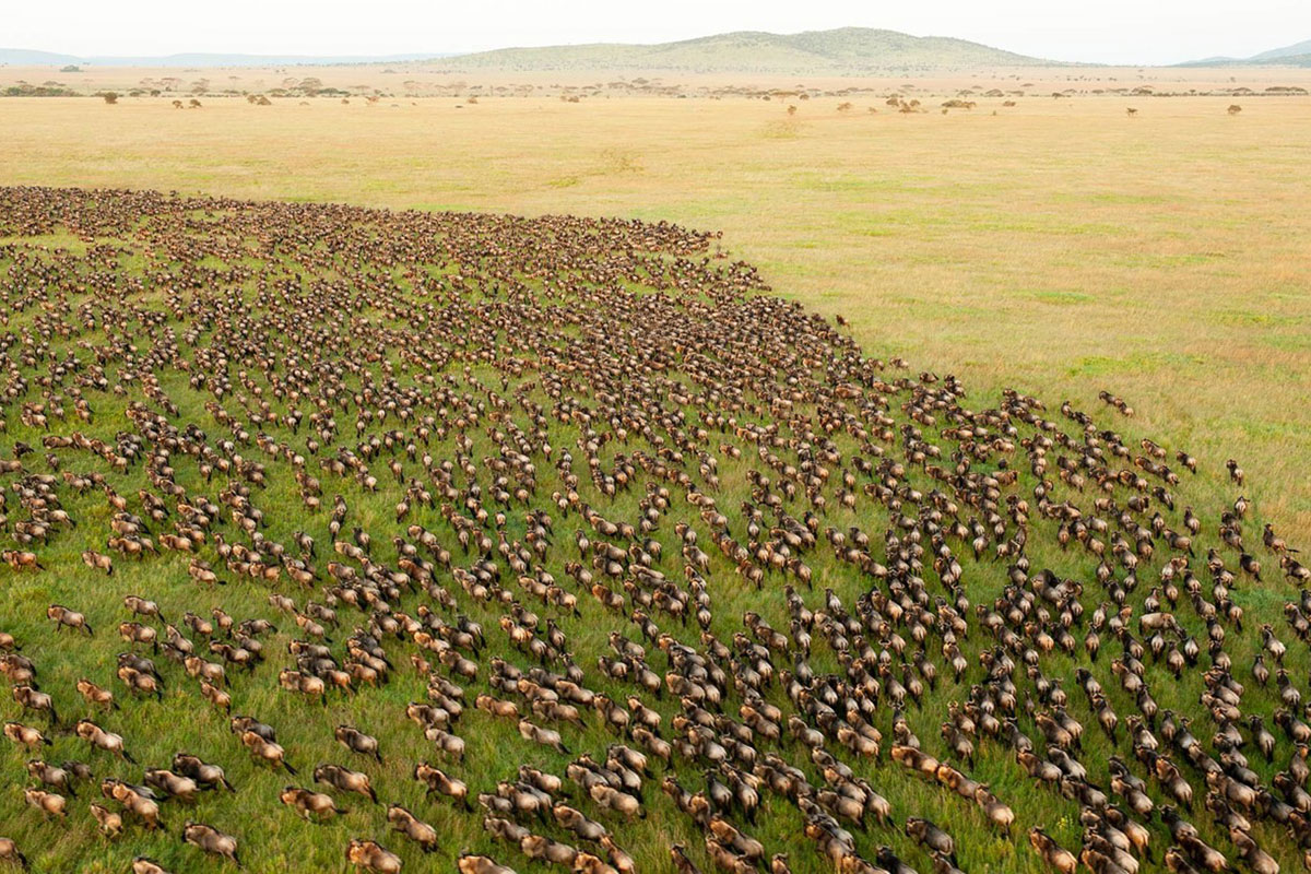 Wildebeest Migration in the Masai Mara, Kenya | Go2Africa