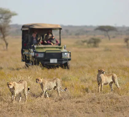 namiri_plains_-_game_drive_with_cheetah2