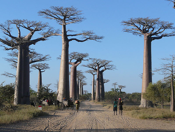 Discover the extraordinary sight of an 'Avenue' of centuries-old baobab trees lining both sides of the road in Morondava.