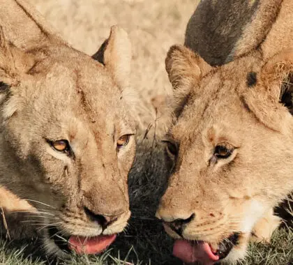 La guía definitiva para un safari por Zimbabue