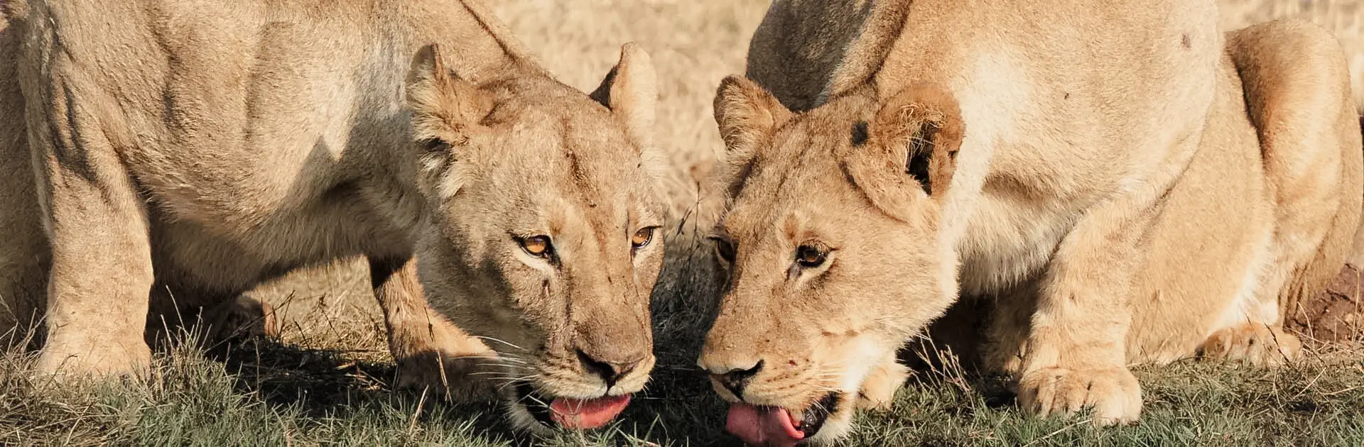 Primer plano de dos leonas bebiendo agua | Go2Africa