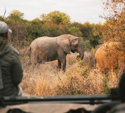 Spot the Big 5 and other wildlife in Simbavati on daily game drives.