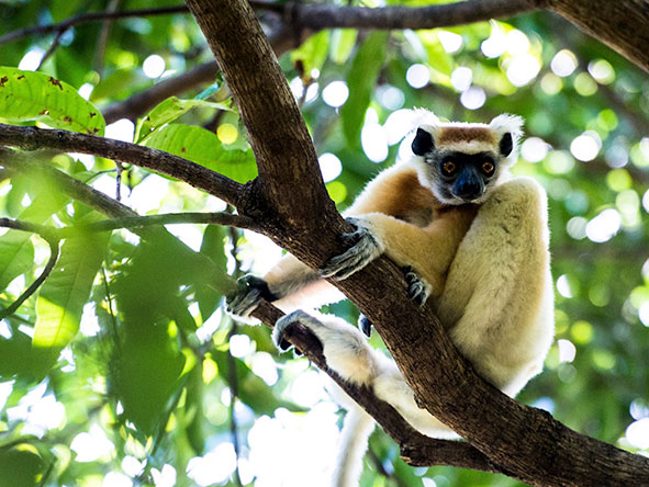 Embark on rainforest treks and see one of the major attractions of Madagascar - the black-nailed Indri lemur.