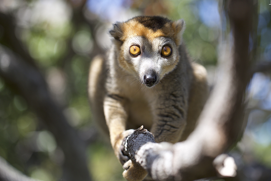 One of seven species of lemur found in Madagascar