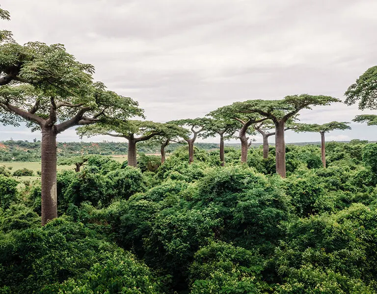 Baobab excursions.
