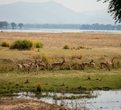 Chikwenya looks out over an open floodplain and the broad Zambezi River, with a backdrop provided by the mountains of the Rift Valley escarpment.