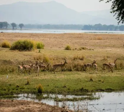 Chikwenya domina una llanura aluvial abierta y el ancho río Zambeze, con las montañas de la escarpa del Valle del Rift como telón de fondo.