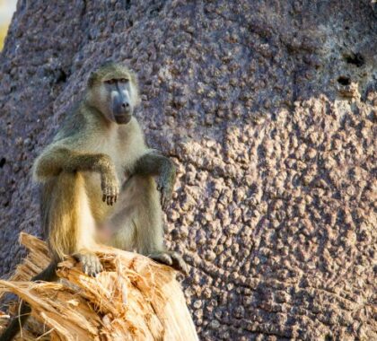 A vervet monkey in Mana Pools national park just hanging about.