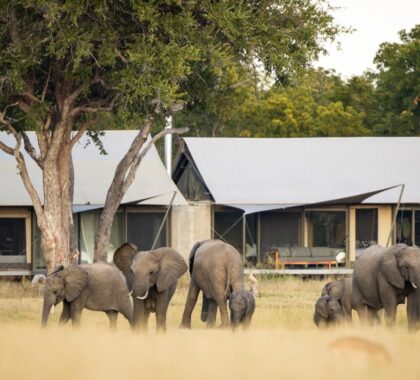The Ultimate Guide to a Zimbabwe Safari