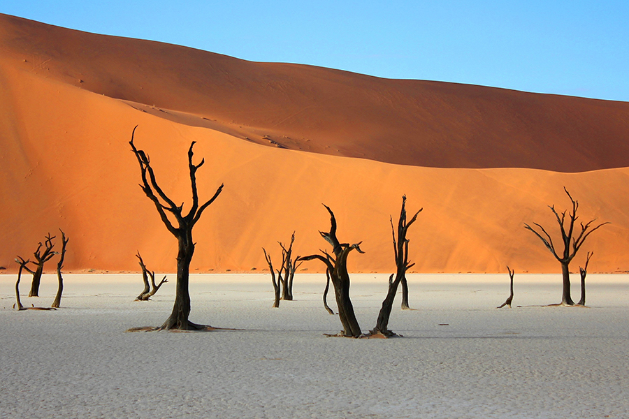 Trees in the salt pans of Deadvlei in Namibia.