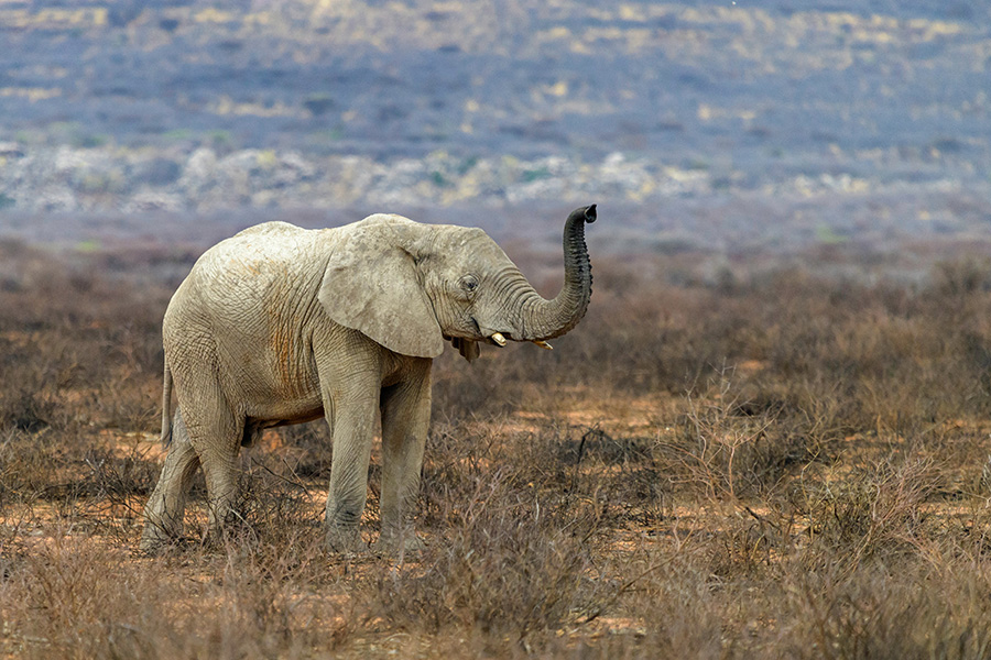 Desert-adapted elephant in the desert in Namibia.