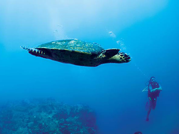 Dive deep and witness Madagascar's vibrant marine life.