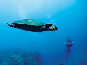 Tsarabanjina está rodeada de aguas azul zafiro, ideales para el submarinismo.