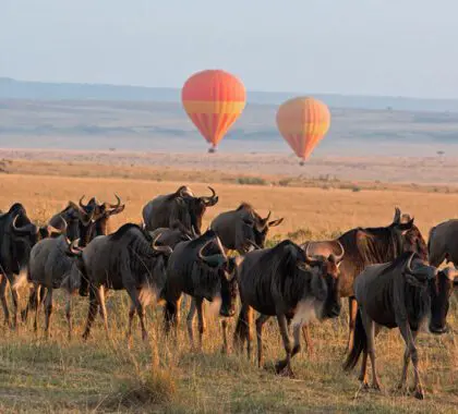 Move with the migration herds on a Serengeti hot-air-balloon safari | Go2Africa