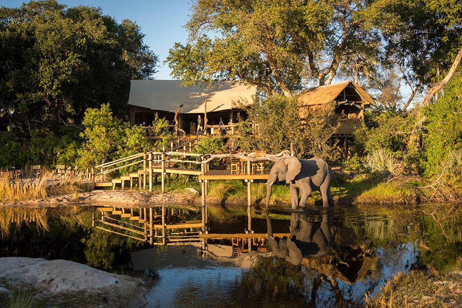 Elephant walking in front of Little Tubu camp in Jao Private Concessions, Okavango Delta, Botswana.