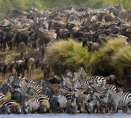 Intense migration crossing.