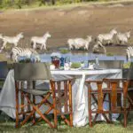 Alfresco dining, with zebra in sight.