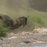 The famous Wildebeest Migration.