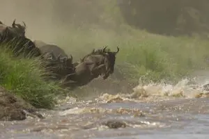 The famous Wildebeest Migration.