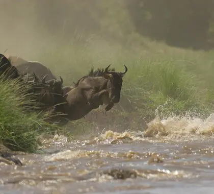 The famous Wildebeest Migration.
