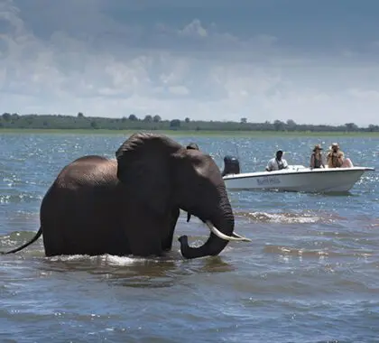 There is an abundance of wildlife in nearby Matusadona National Park.