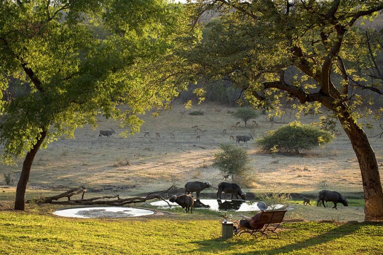 Game viewing at the waterhole.