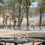 Cene con la fauna salvaje como telón de fondo en Ongava.