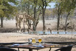 Cene con la fauna salvaje como telón de fondo en Ongava.