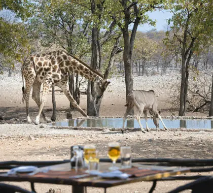 Cene con la fauna salvaje como telón de fondo en Ongava.