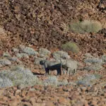Rastreo de rinocerontes en el campamento de Damaraland.