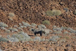 Rastreo de rinocerontes en el campamento de Damaraland.