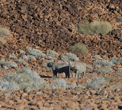 Damaraland Camp rhino tracking.