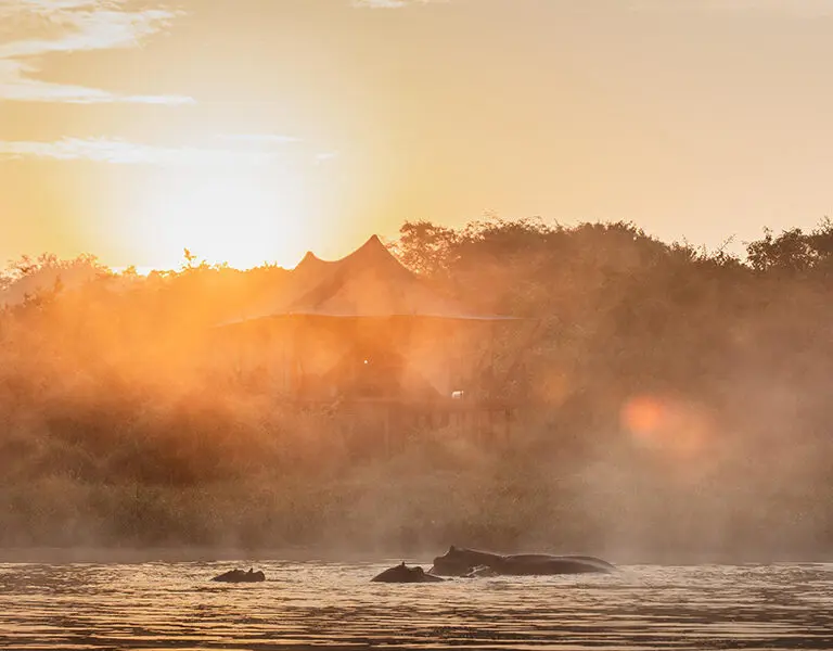 Hippos wallowing in front of a tent at sunrise. 