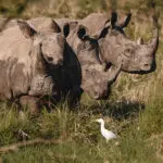 Los rinocerontes blancos han sido reintroducidos en Ruanda como parte de un esfuerzo de conservación a gran escala.