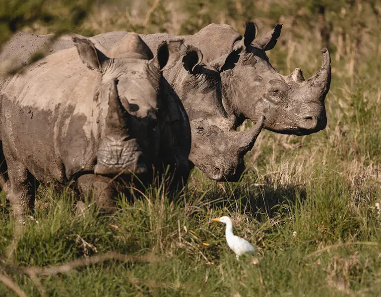 White rhinos have been re-introduced to Rwanda as part of a large-scale conservation effort.