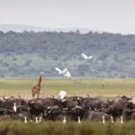 Fauna del Parque Nacional de Akagera.