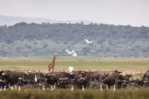 Fauna del Parque Nacional de Akagera.