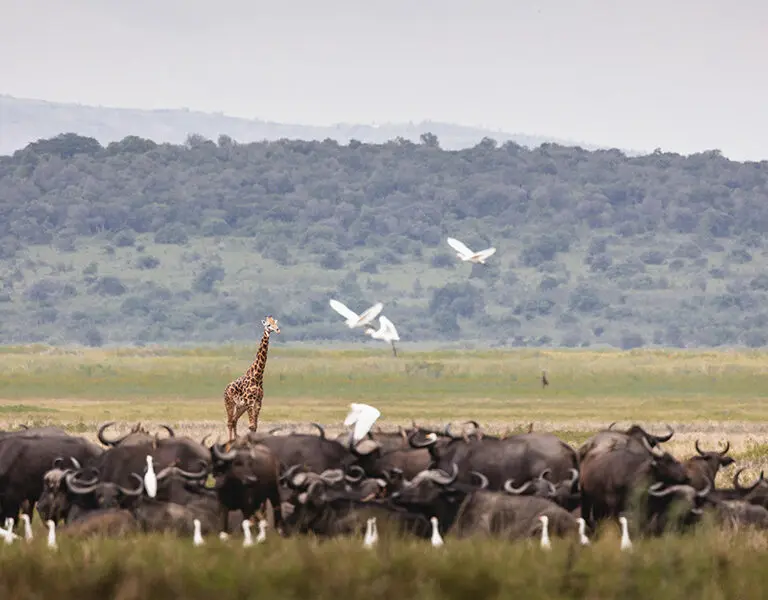 Akagera National Park wildlife.