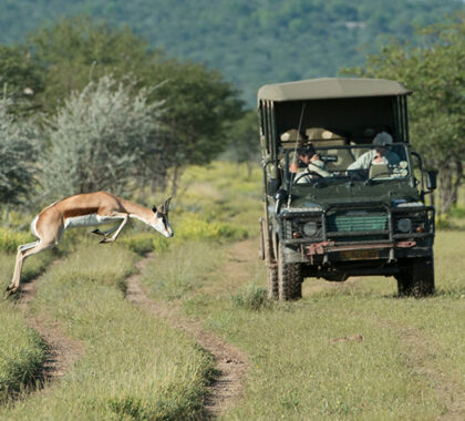 Thrilling game drives in Etosha National Park.