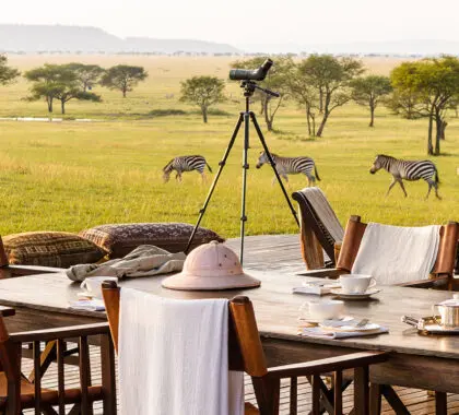 How to have a Vegetarian or Vegan Safari