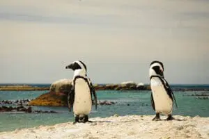 Pingüinos africanos en peligro de extinción en la playa de Boulders. 
