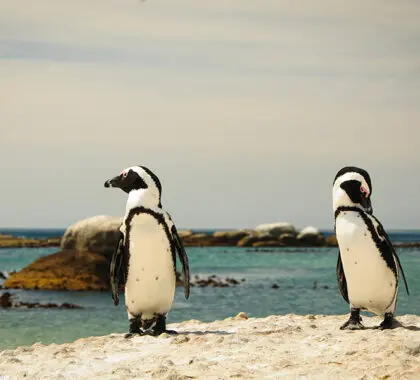 Pingüinos africanos en peligro de extinción en la playa de Boulders. 