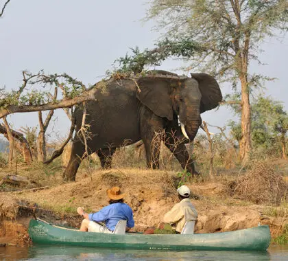 Safari en canoa.