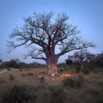 Puesta de sol bajo un baobab rodeado de farolillos. 