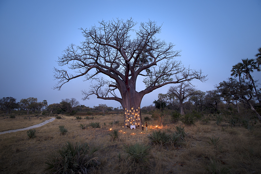 Sundowners under a baobab tree surrounded by lanterns. 