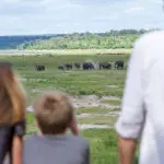 Vea animales desde la cubierta del albergue. 
